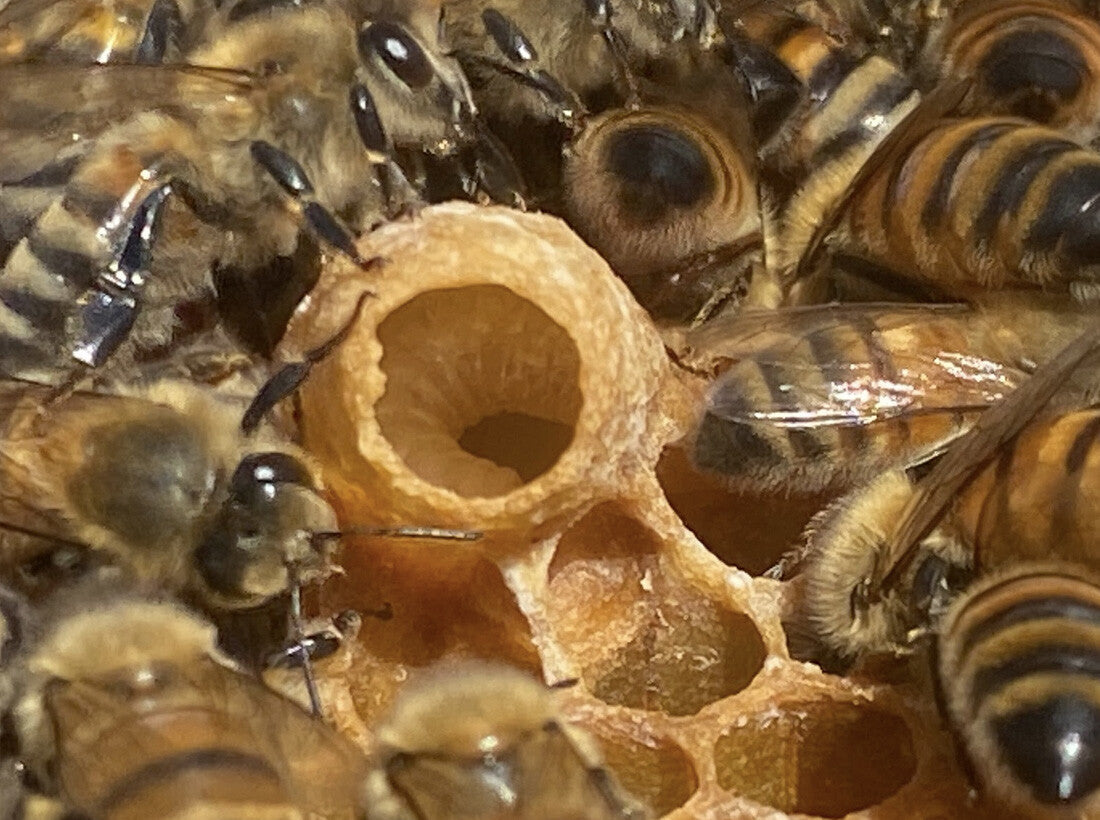 Honey bees tending a queen cell on a comb