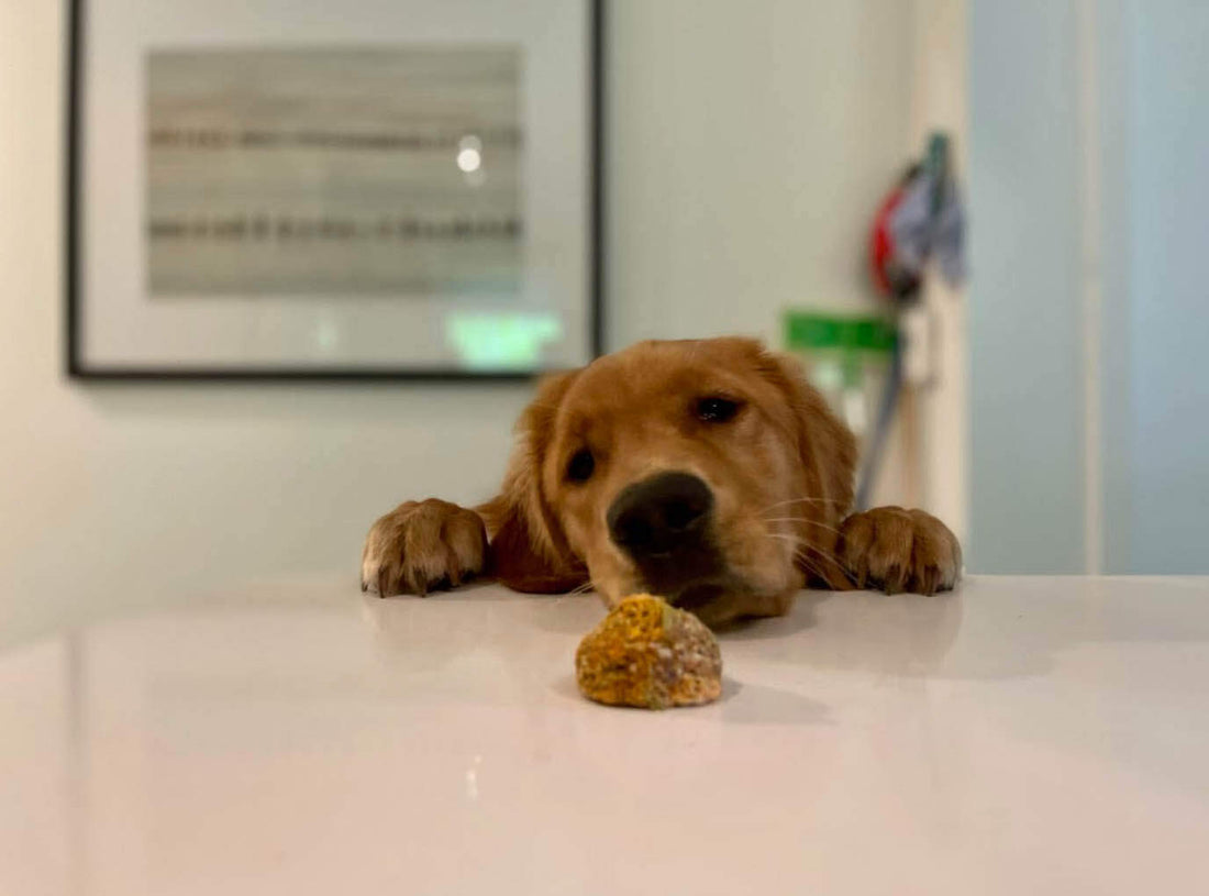 A golden retriever with homemade dog treats made from juice pulp